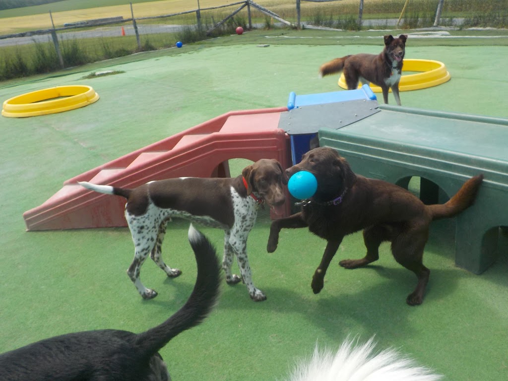 Waggs n Whiskers (Daycare-Kennel Free Boarding & Off-Leash Dog  | 11661 ON-7, Carleton Place, ON K7C 0C5, Canada | Phone: (613) 253-6369