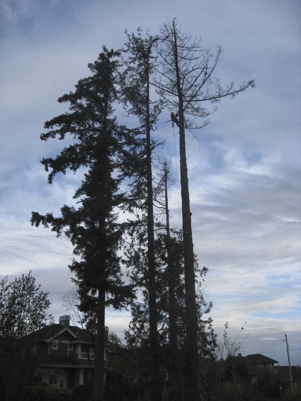 Wilson Tree Care | 5551 Admiral Way #99, Delta, BC V4K 0C9, Canada | Phone: (604) 940-2897