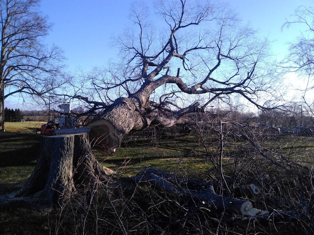 Branch Manager Tree Service | 137 Lady Slipper Dr N, Miscouche, PE C0B 1T0, Canada | Phone: (902) 672-2584