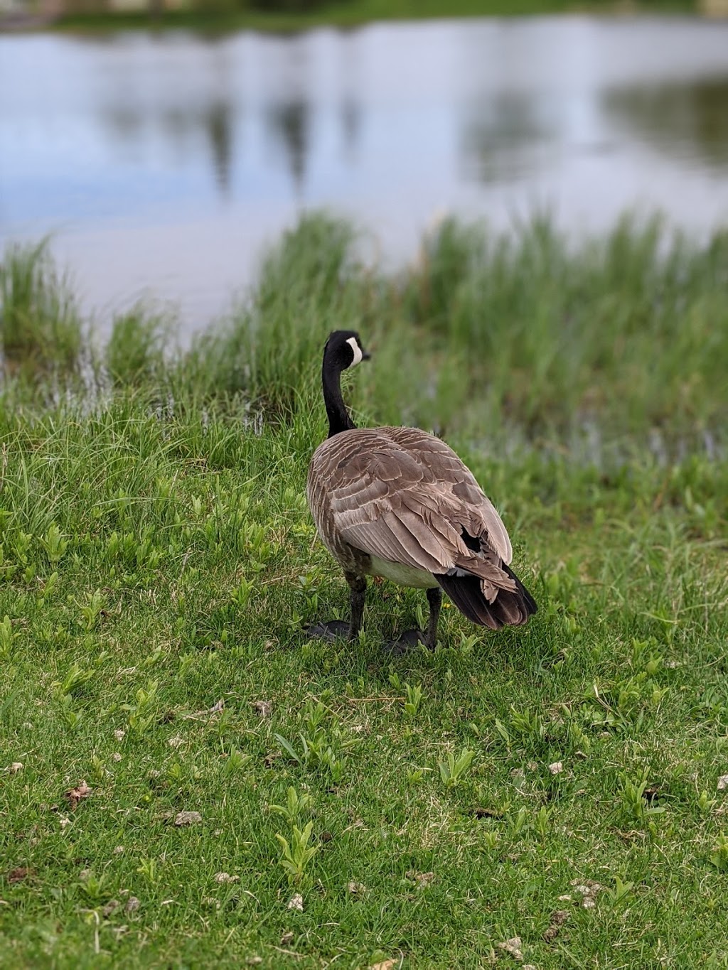 Broadmoor Lake Park | Sherwood Park, AB T8A 0W9, Canada | Phone: (780) 467-2211