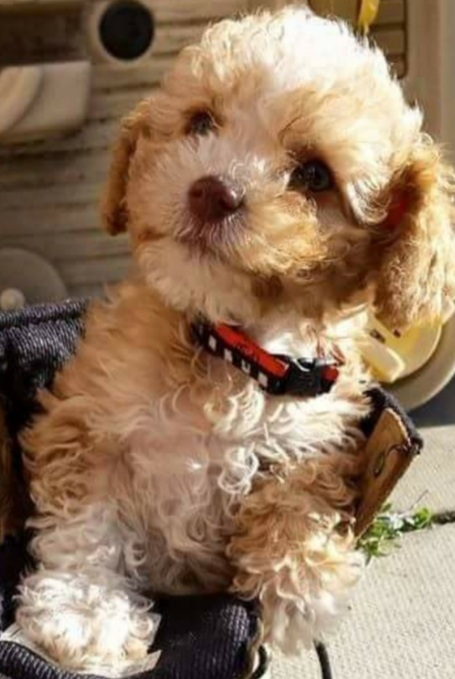 PUP, PUP HOORAY! - Toy Poodle Breeding | 56 Carol Rd, Barrie, ON L4N 3P7, Canada | Phone: (705) 985-3355