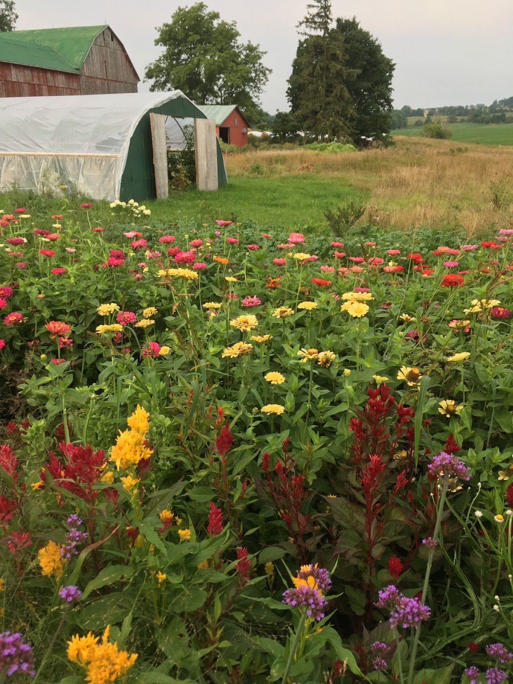 Rural Roots Nursery and Market Garden | 2674 County Rd 42, Stayner, ON L0M 1S0, Canada | Phone: (705) 305-3514