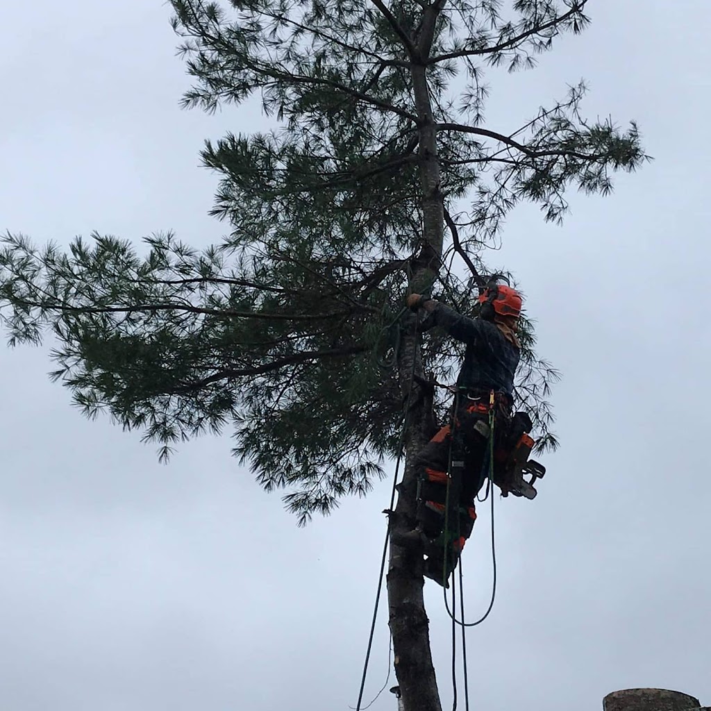 Conserve A Tree Forestry | 54 Lower Grant Rd, Chester Basin, NS B0J 1K0, Canada | Phone: (902) 275-8450