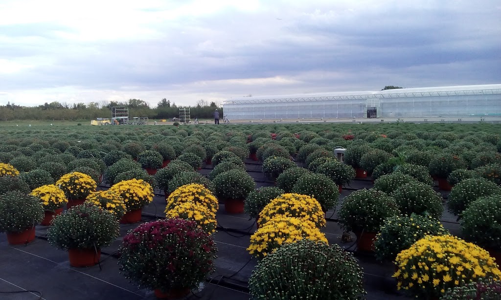 Jefferys Greenhouses Plant 2 Inc | 2411 Fourth Avenue Louth, Jordan Station, ON L0R 1S0, Canada | Phone: (905) 562-1369