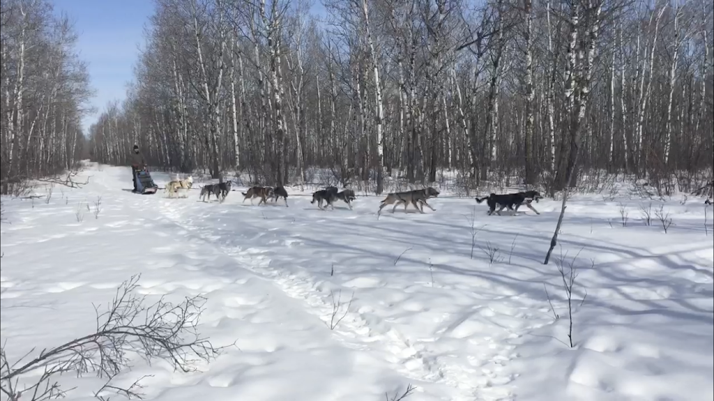 Keystone Sled Dogs | Keystone Sled Dogs, Teulon, MB R0C 3B0, Canada | Phone: (204) 960-2878