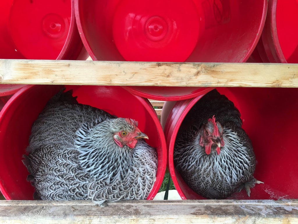 Ferme maraîchère biologique - COUP de FOURCHE | 1934 Chemin Bellevue, Carignan, QC J3E 0J1, Canada | Phone: (514) 605-8877