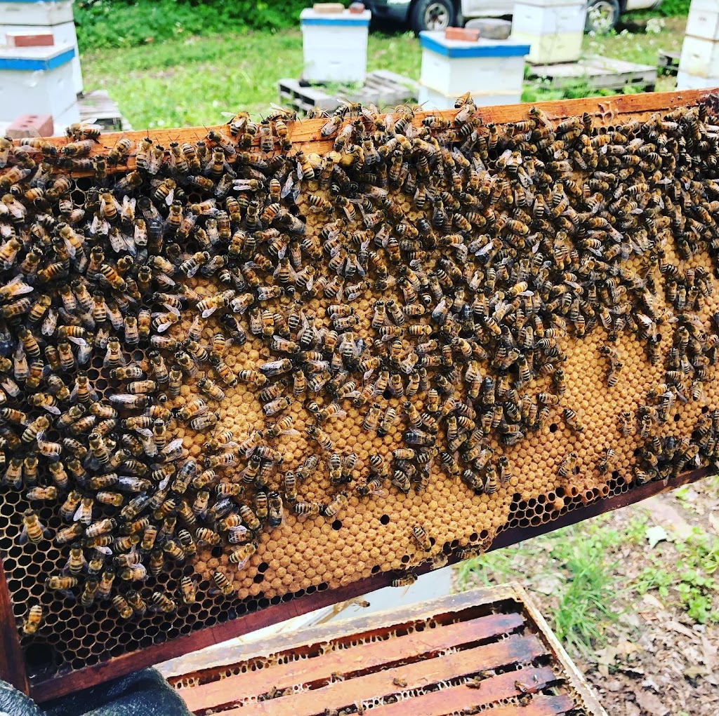 Ferme apicole Levac Joubert | 2 Chem. des Vingt, Saint-Mathieu-de-Beloeil, QC J3G 0E5, Canada | Phone: (514) 267-5605