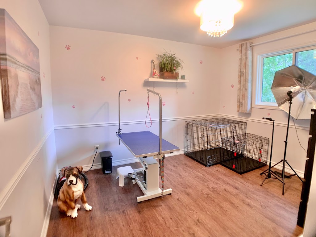 Pampered Pups Dog Grooming | 203 Walnut Crescent, Barrie, ON L4N 4J7, Canada | Phone: (705) 795-6201