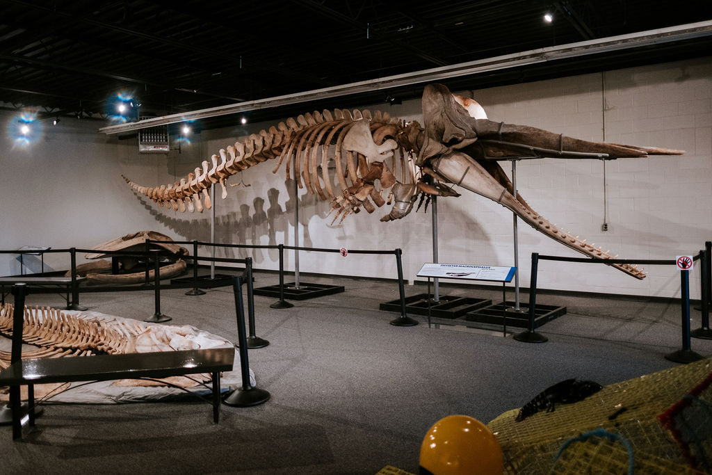 Quinte Museum of Natural History | Old Morton-Parker Building, 99 Dufferin Ave, Trenton, ON K8V 5E2, Canada | Phone: (613) 955-1802