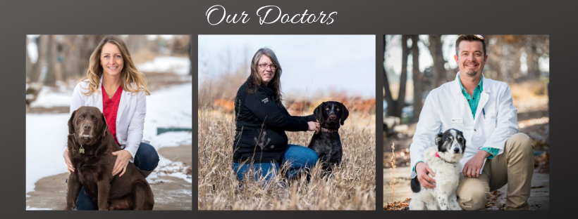 Prairie Animal Health Centre | 416 7 St NW W, Weyburn, SK S4H 2K7, Canada | Phone: (306) 910-7242