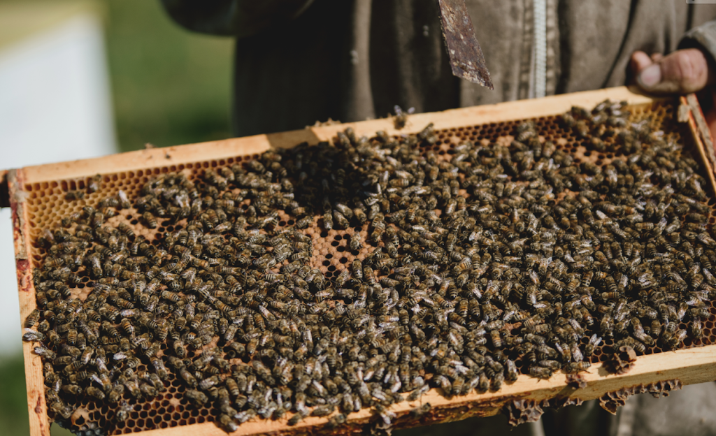 Ferme Mépat | 1809 1e Rang, Val-Alain, QC G0S 3H0, Canada | Phone: (418) 744-3724