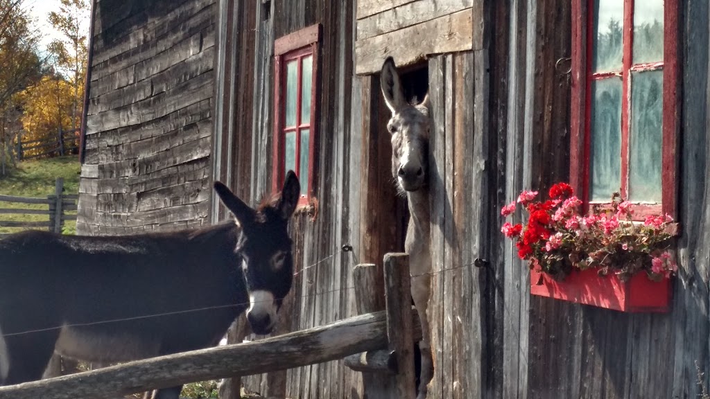 Ferme de l’Âne du Saint-Laurent | 975 Chem. de Port au Persil, Saint-Siméon, QC G0T 1X0, Canada | Phone: (418) 638-1264