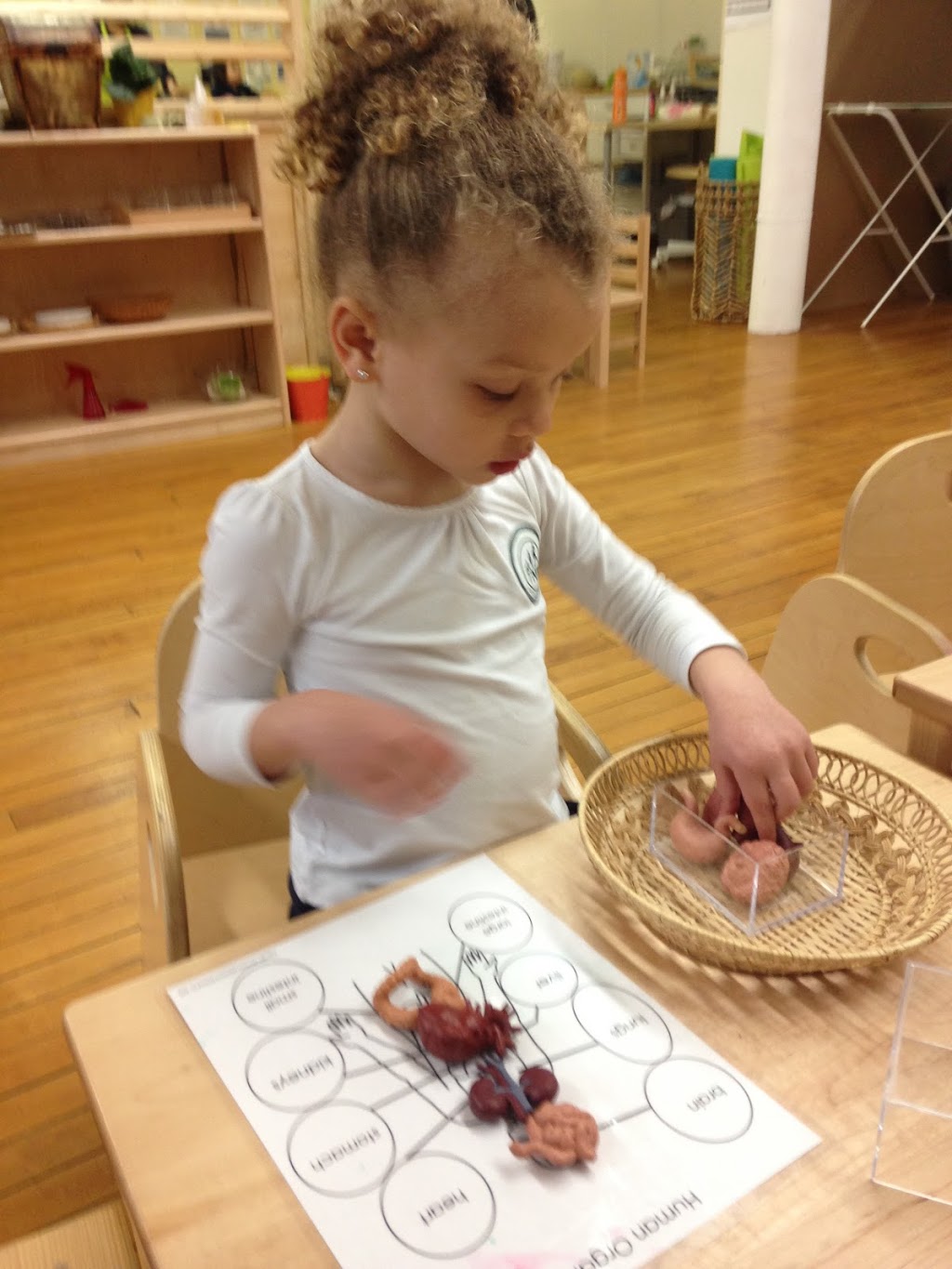 Their Needs First Montessori School | 159 Roxborough Dr, Toronto, ON M4W 1X7, Canada | Phone: (647) 466-8636