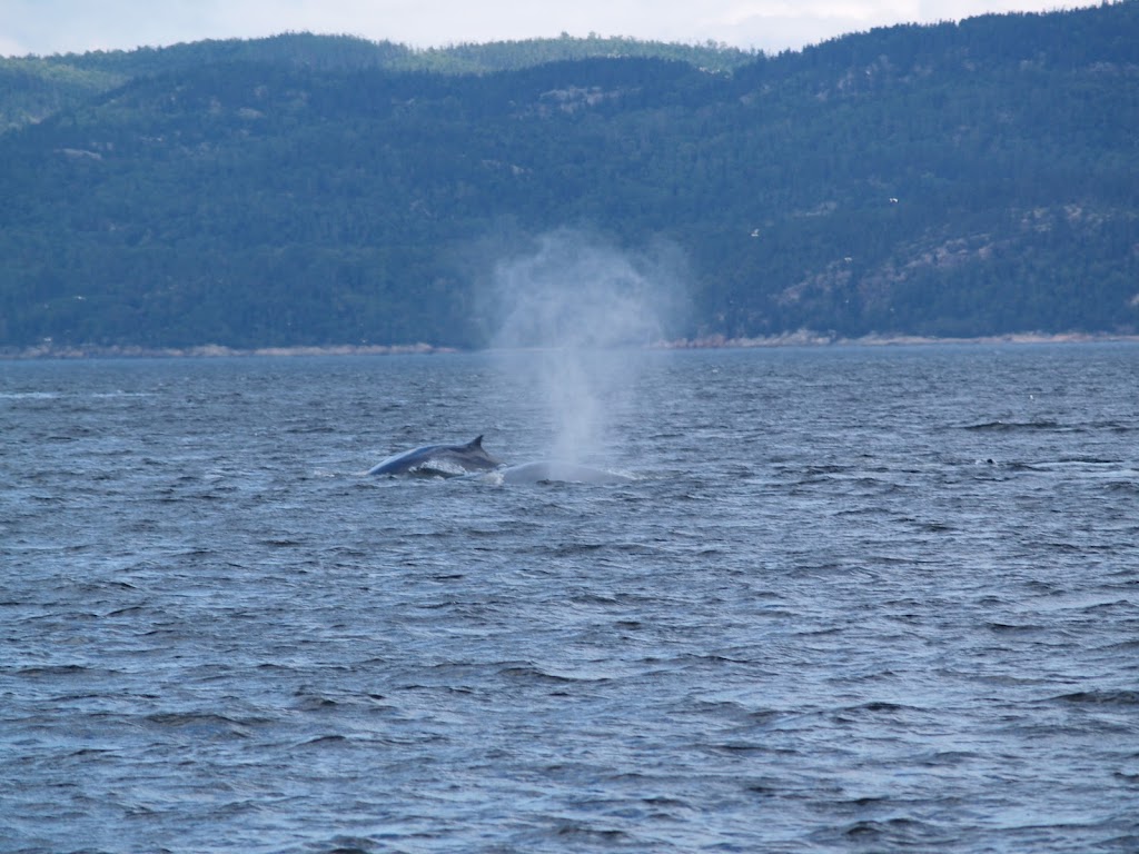 Croisières AML ­Tadoussac Billetterie | 177 Rue des Pionniers, Tadoussac, QC G0T 2A0, Canada | Phone: (866) 856-6668