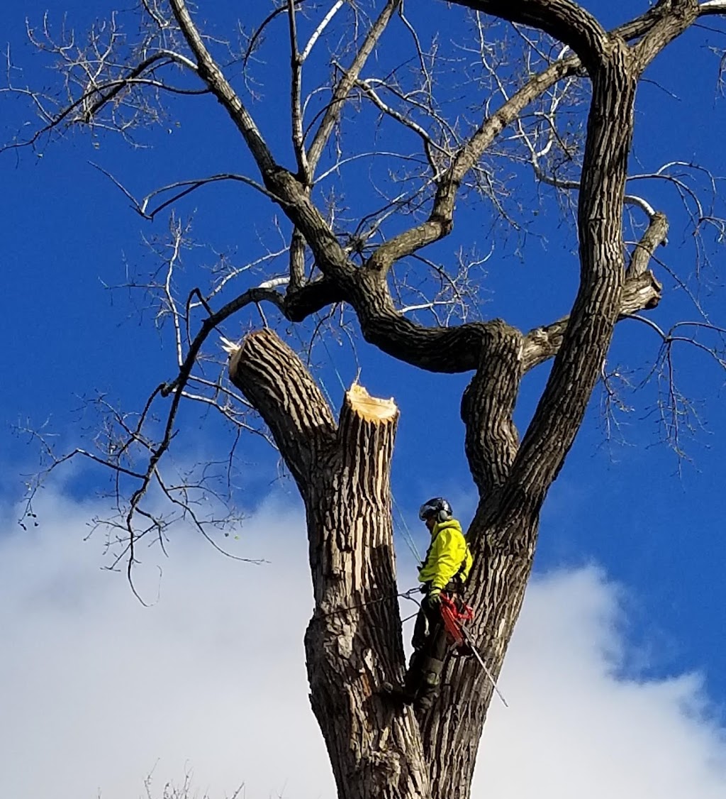 Émondage Village Tree Care | 73 Rue Birch Hill, Hudson, QC J0P 1H0, Canada | Phone: (514) 458-0844