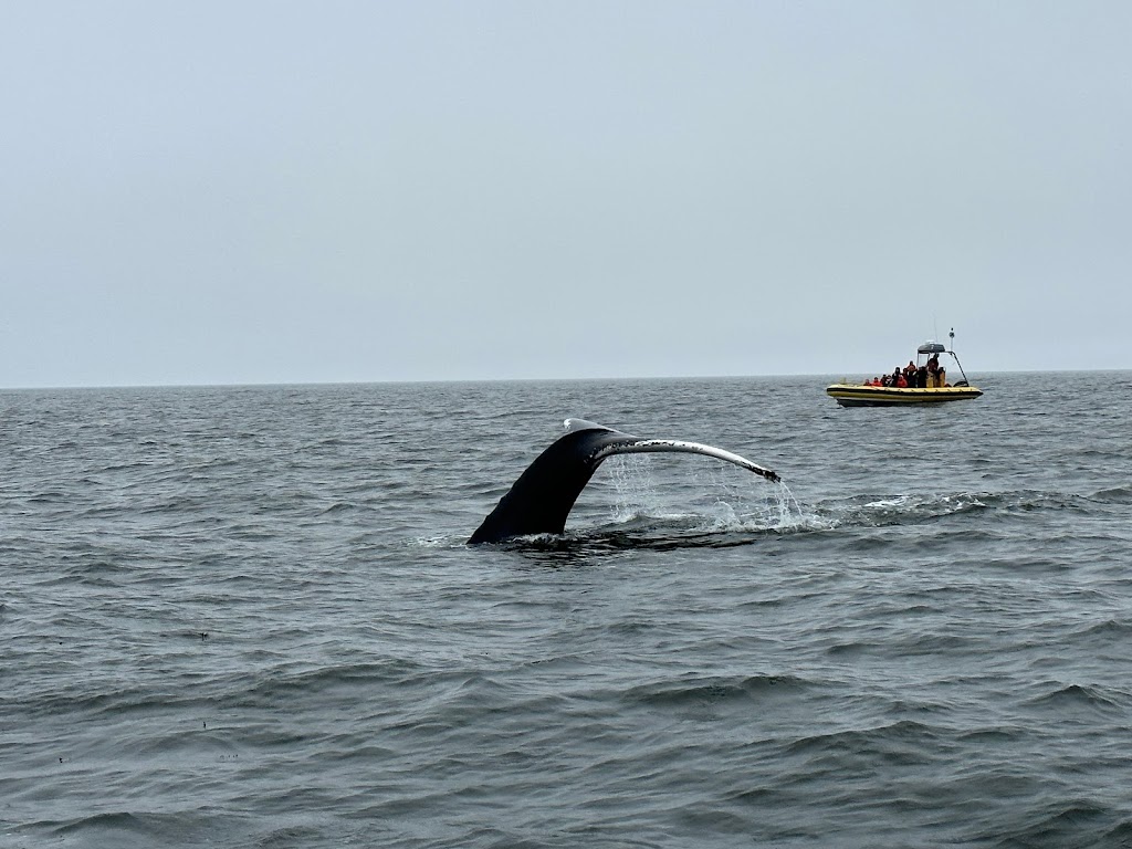 Croisières Baleines Neptune Bergeronnes | 507 Rue du Boisé, Grandes-Bergeronnes, QC G0T 1G0, Canada | Phone: (418) 232-6716