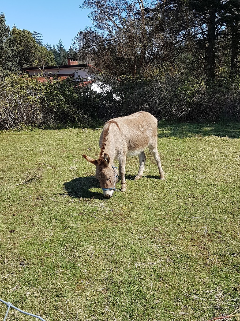 Parry Bay Sheep Farm | 4335 Lindholm Rd, Victoria, BC V9C 3Y1, Canada | Phone: (250) 478-9628