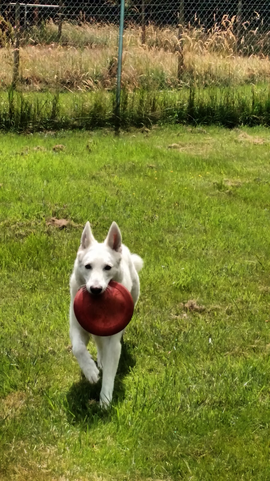 Wishbone Pet Boarding | 6351 Dunboyne Rd, Courtenay, BC V9J 1N1, Canada | Phone: (250) 650-1227