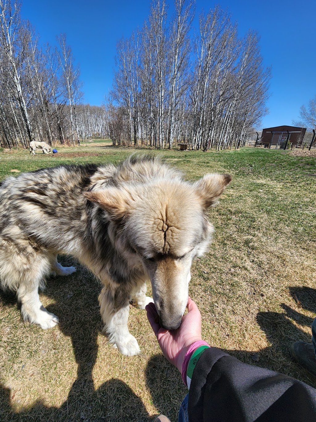 Yamnuska Wolfdog Sanctuary | 263156 Range Rd 53, Cochrane, AB T0M 2E0, Canada | Phone: (587) 890-9653