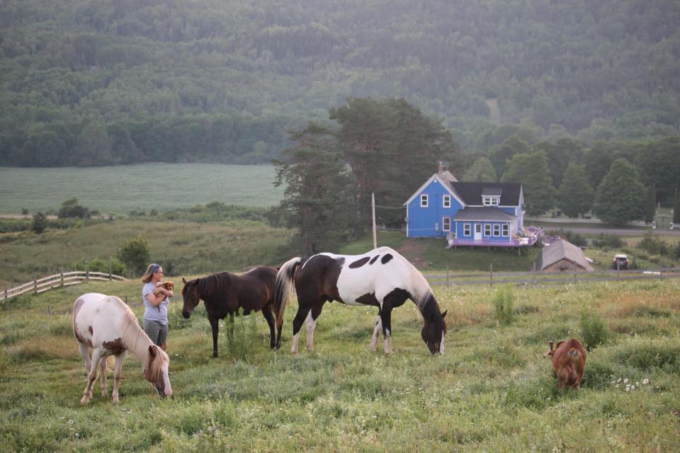 Equine Solace | 3925 E River West Side Rd, Eureka, NS B0K 1B0, Canada | Phone: (902) 923-2008