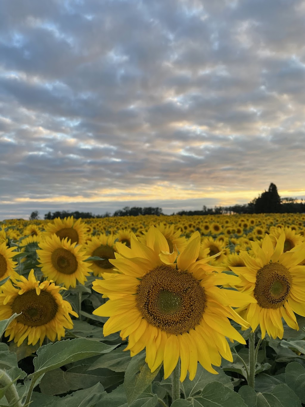 Sunflower Valley Farms | 25528 Township Rd 410, LACOMBE COUNTY, AB T4L 2N4, Canada | Phone: (403) 506-3374