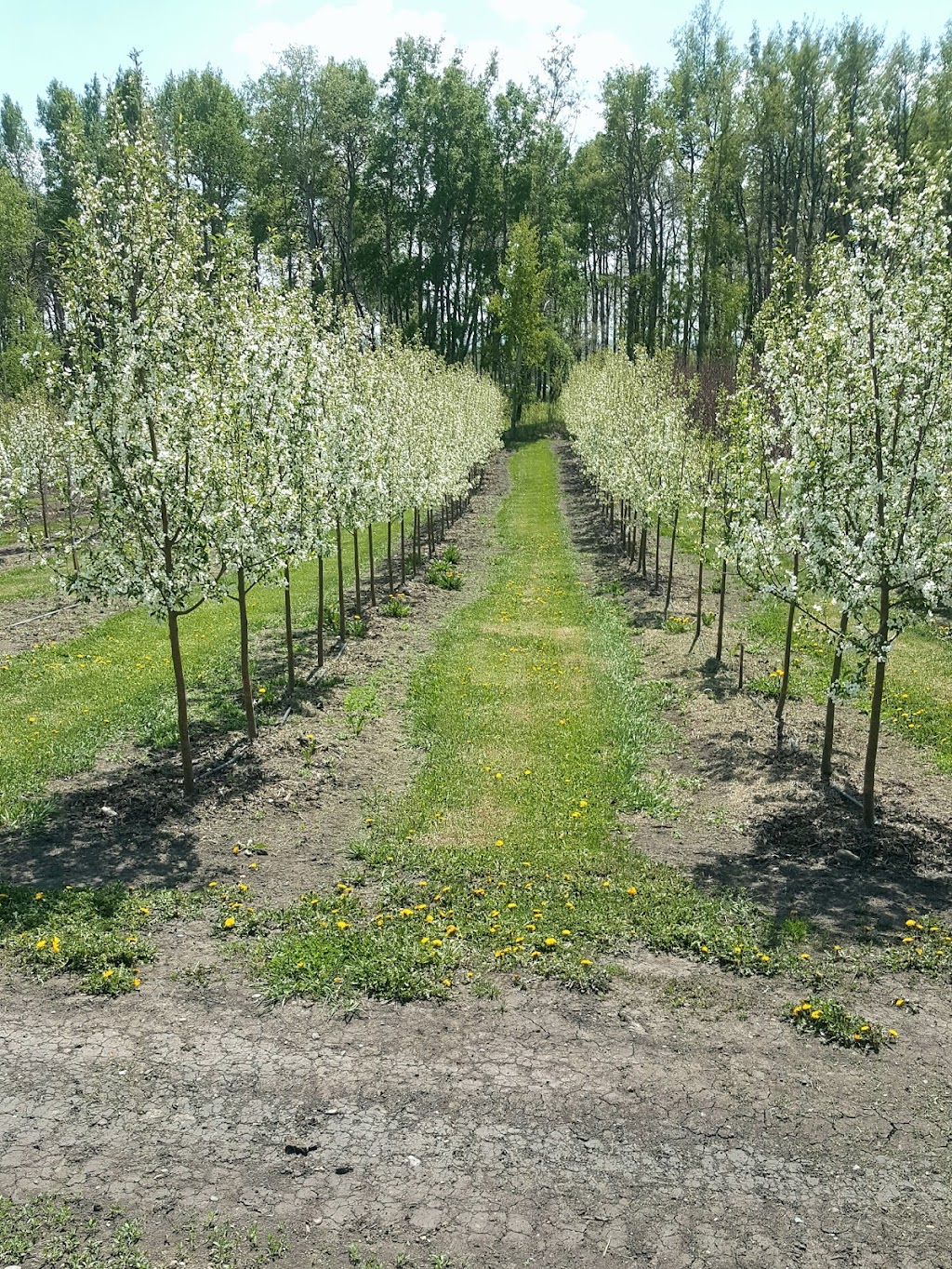 Stewart Tree Farms | 30034 Township Rd 254B, Calgary, AB T3R 1G1, Canada | Phone: (403) 519-9074