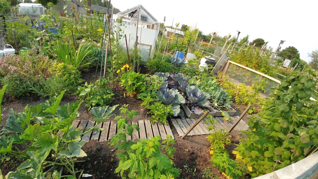 Dunsmuir Community Garden | 3C7, 12345 Sullivan St, Surrey, BC V4A 3B7, Canada