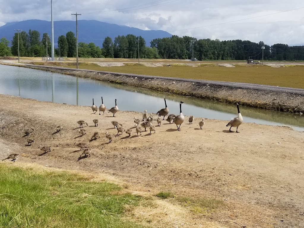 Pitt Meadows Dyke Trail System | 1Z1, Trans Canada Trail, Pitt Meadows, BC V3Y 1Z1, Canada