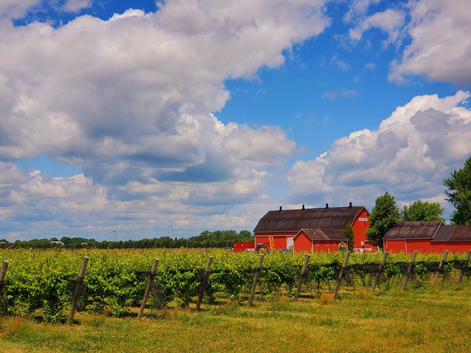 Dancing Swallows Vineyard | 8704 Essex Road 9, Amherstburg, ON N9V 0C8, Canada | Phone: (519) 563-7697