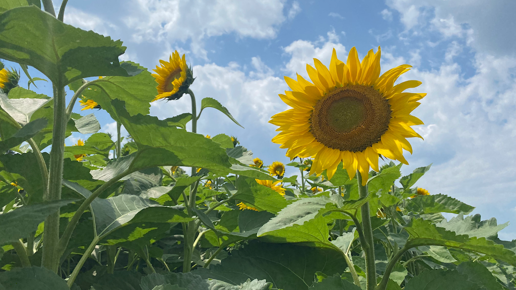 Sunflower Fields of Markham | 10378 ON-48, Markham, ON L3P 3J3, Canada | Phone: (416) 859-6159