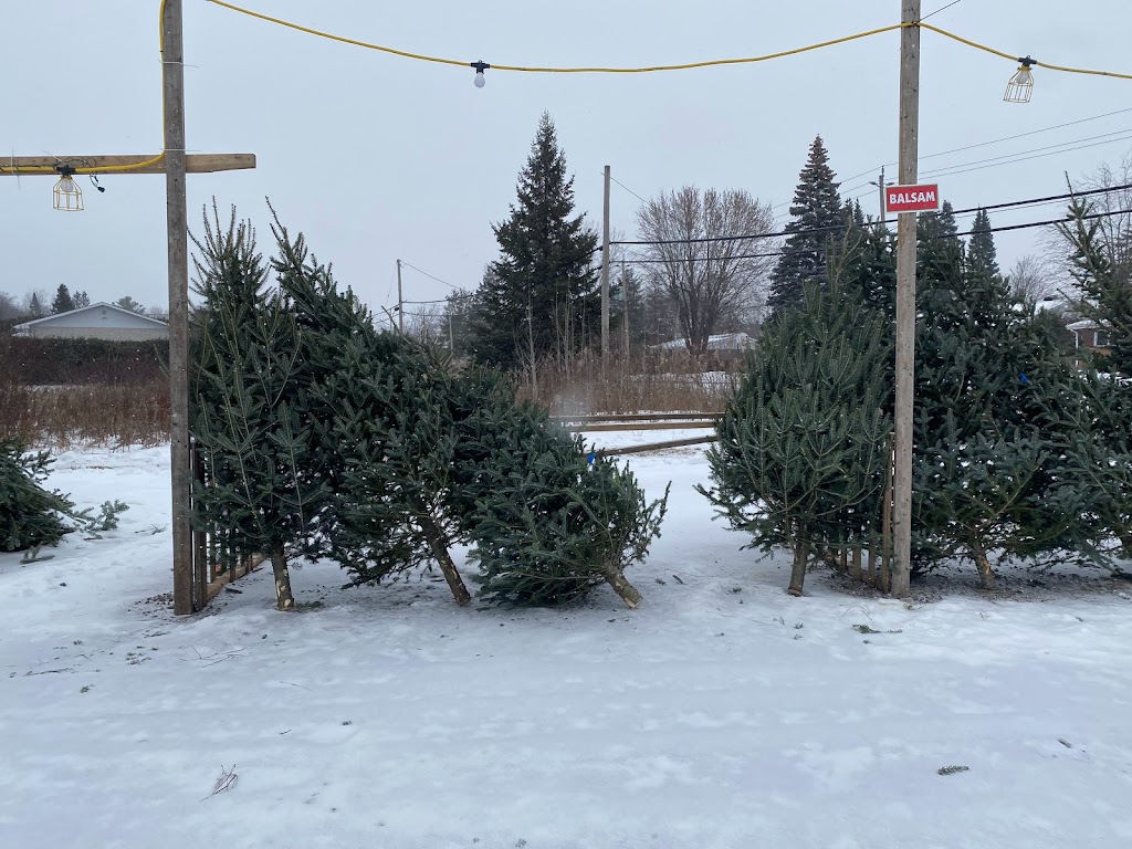St-Denis Christmas Trees | 3079 Navan Rd, Orléans, ON K1C 7G4, Canada | Phone: (613) 979-1691
