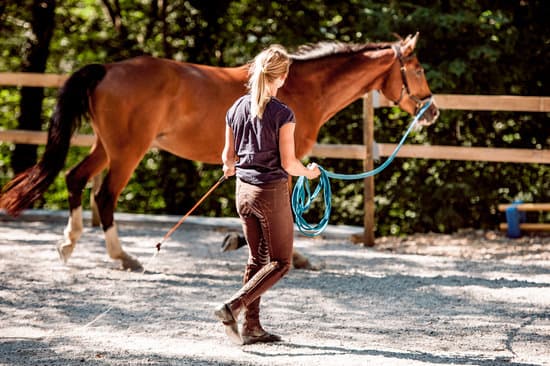 Equine Engagement | Reid Rd, Uxbridge, ON L9P 1R4, Canada | Phone: (647) 855-1116