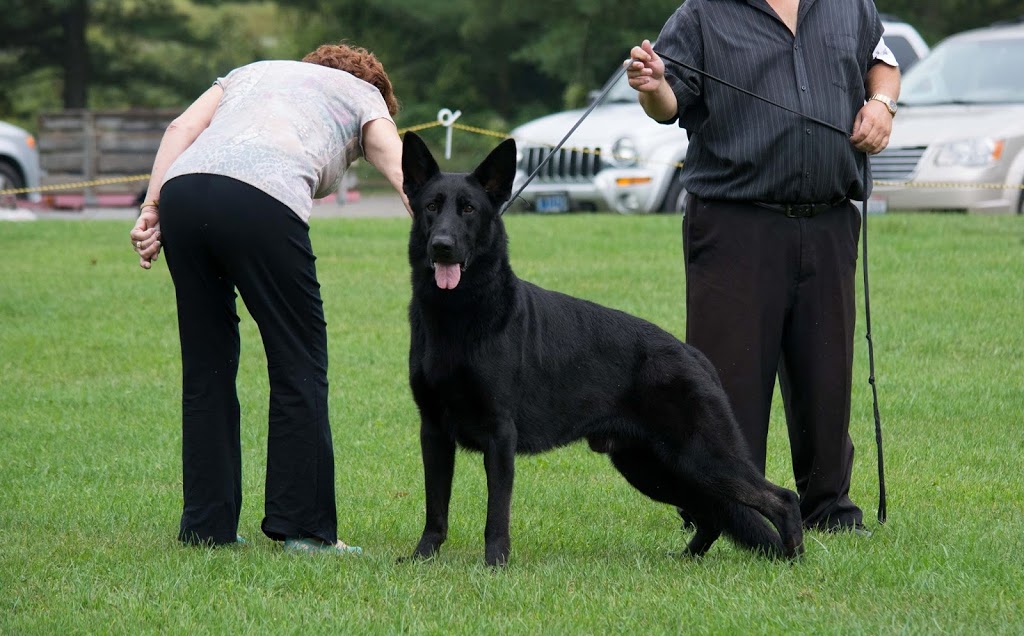 Loretto Kennels | 828482 Mulmur Nottawasaga Townline, Mulmur, ON L9V 0Y9, Canada | Phone: (416) 771-8865