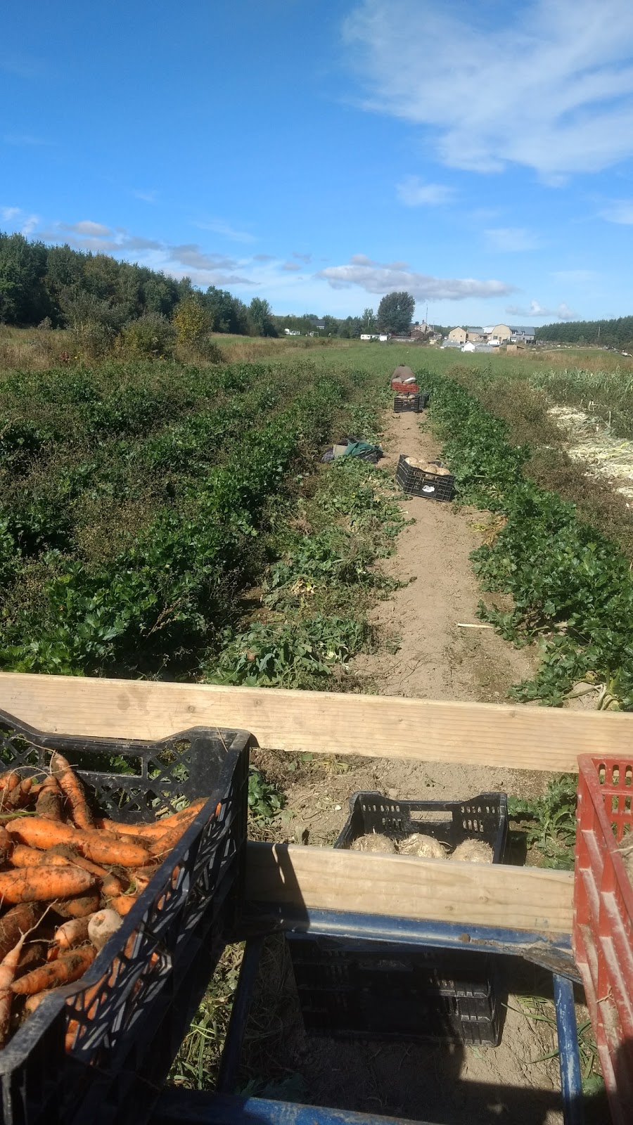 LES JARDINS DE ST-GEORGES | 2880 Chemin Petit St Georges, Sainte-Thècle, QC G0X 3G0, Canada | Phone: (418) 507-3705