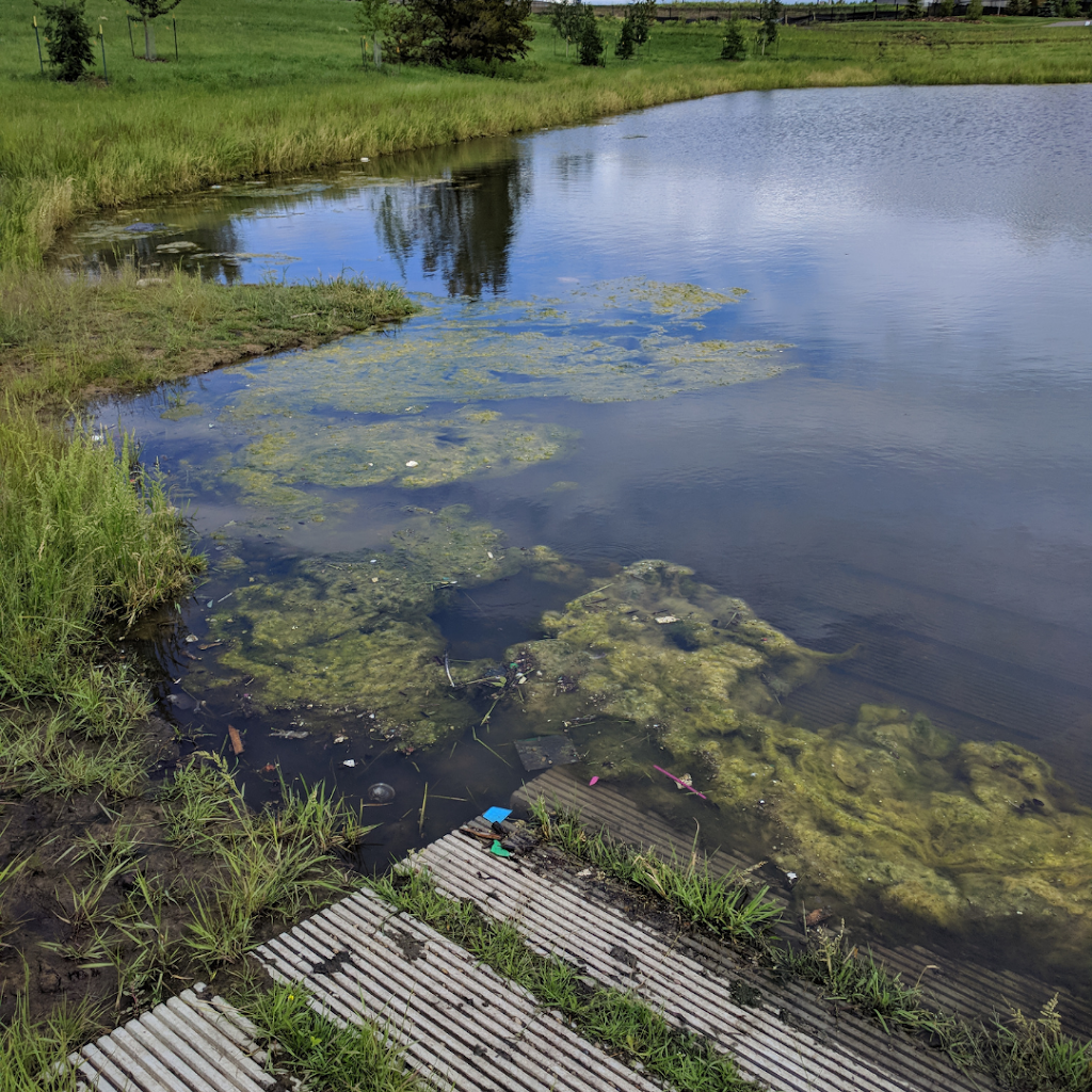 Blueweed Vegetation Control Services | 3930 78 Ave NW, Edmonton, AB T6B 2W4, Canada | Phone: (780) 466-7900