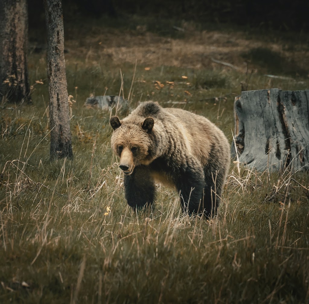 Stranded Man Photography | 1506 135 St, Blairmore, AB T0K 0E0, Canada | Phone: (403) 583-0790