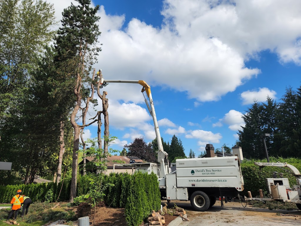 Davids Tree Service | BC Parkway, New Westminster, BC V3L 5L1, Canada | Phone: (604) 526-4850