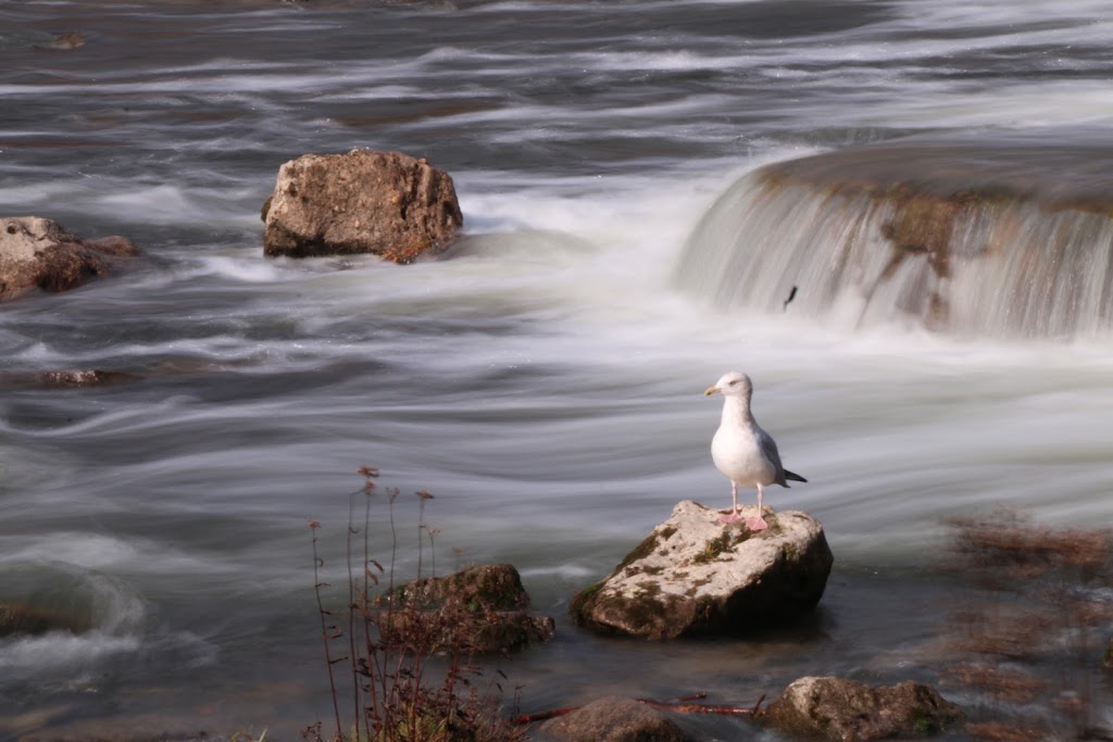 Sauble Falls Provincial Park - pay parking lot | 954-962 Sauble Falls Pkwy, Wiarton, ON N0H 2T0, Canada | Phone: (519) 422-1952