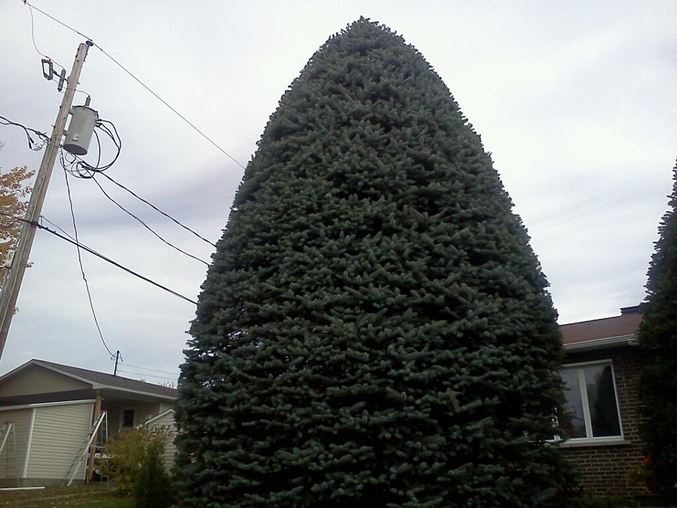 Patrick Robidas Professional Cedar Trimming | 349 Rue Hébert, Sherbrooke, QC J1N 3L7, Canada | Phone: (819) 674-5806