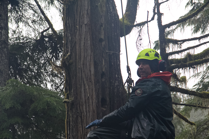 Pacific Rim Tree Service | 5862 Aldergrove Dr, Courtenay, BC V9J 1W2, Canada | Phone: (778) 585-9663