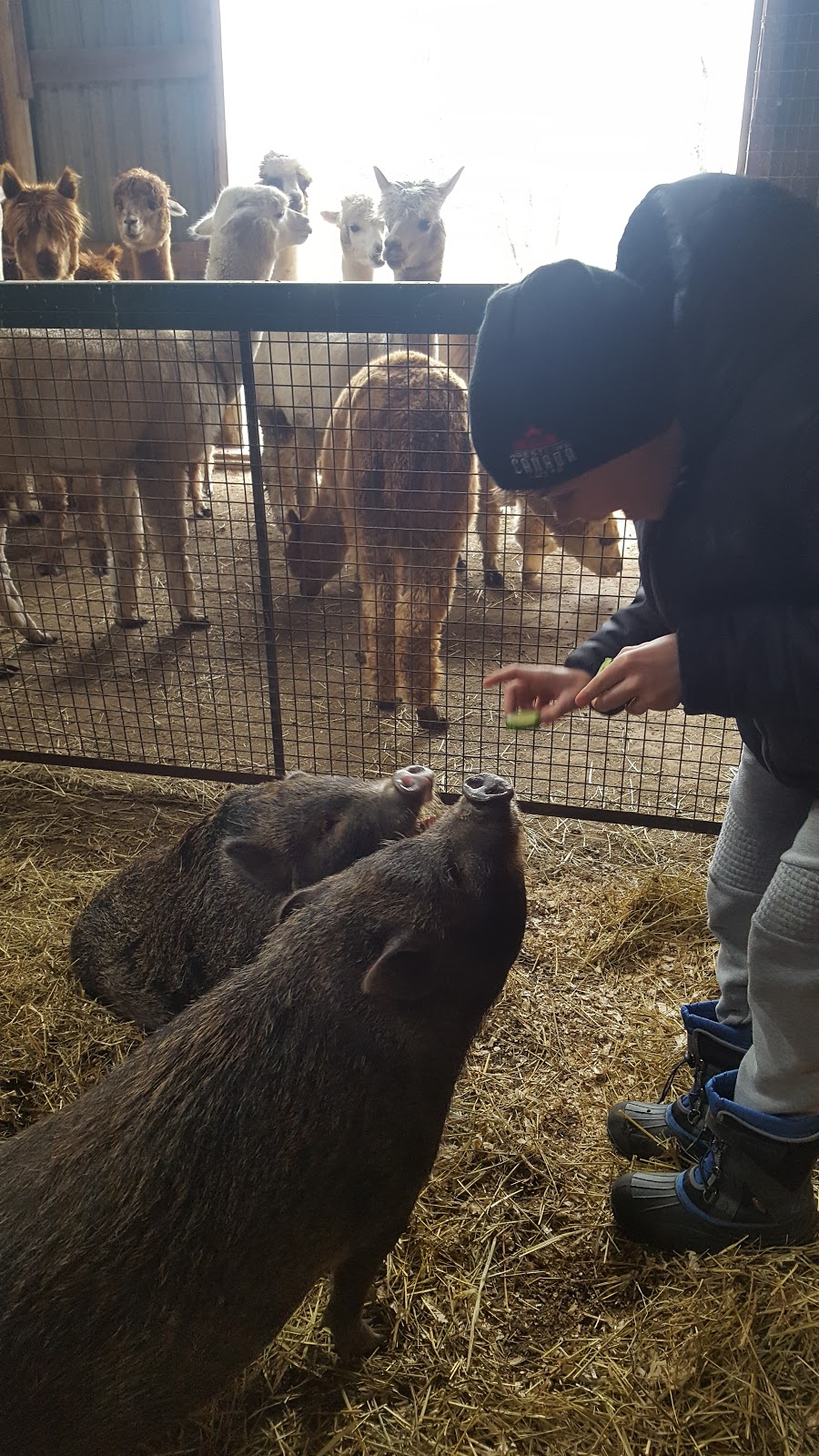 On The Brink Alpacas | 2540 Rosedene Rd, Saint Anns, ON L0R 1Y0, Canada | Phone: (289) 441-1157