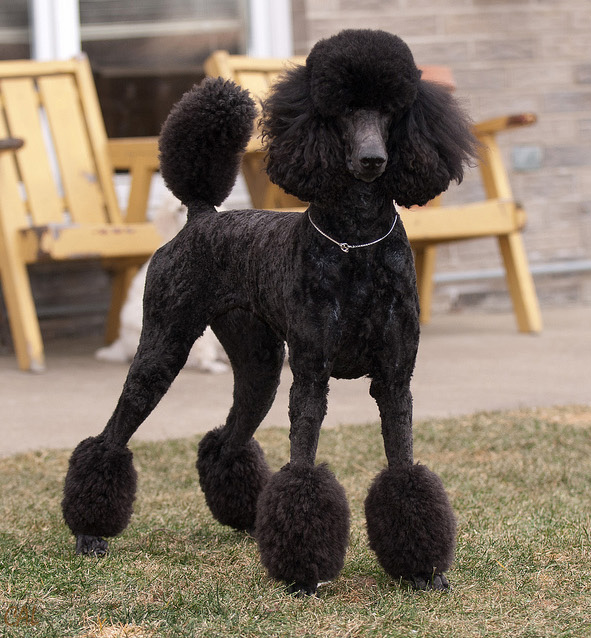 RockHaven Standard Poodles | 345 Franktown Rd, Carleton Place, ON K7C 2N4, Canada | Phone: (613) 250-2845