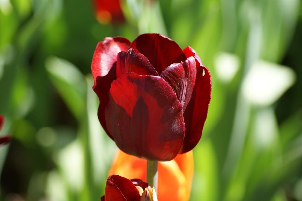 Canadian Tulip Festival | Queen Elizabeth Driveway, Ottawa, ON K1S 5K7, Canada | Phone: (800) 668-8547