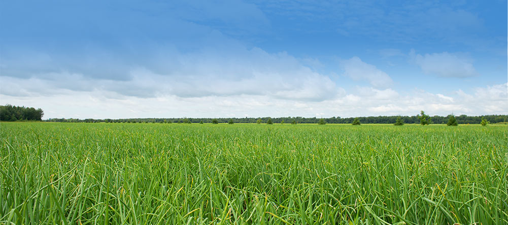 Ferme Beltaire Inc | 160 Chemin des Petites-Terres, Yamachiche, QC G0X 3L0, Canada | Phone: (819) 340-0006