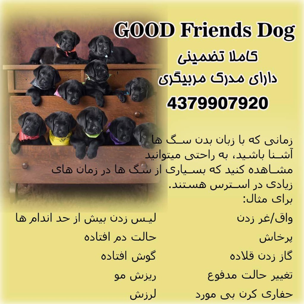 Dog Friends Good | 43 Palmer Ave, Richmond Hill, ON L4C 1N6, Canada | Phone: (437) 990-7920