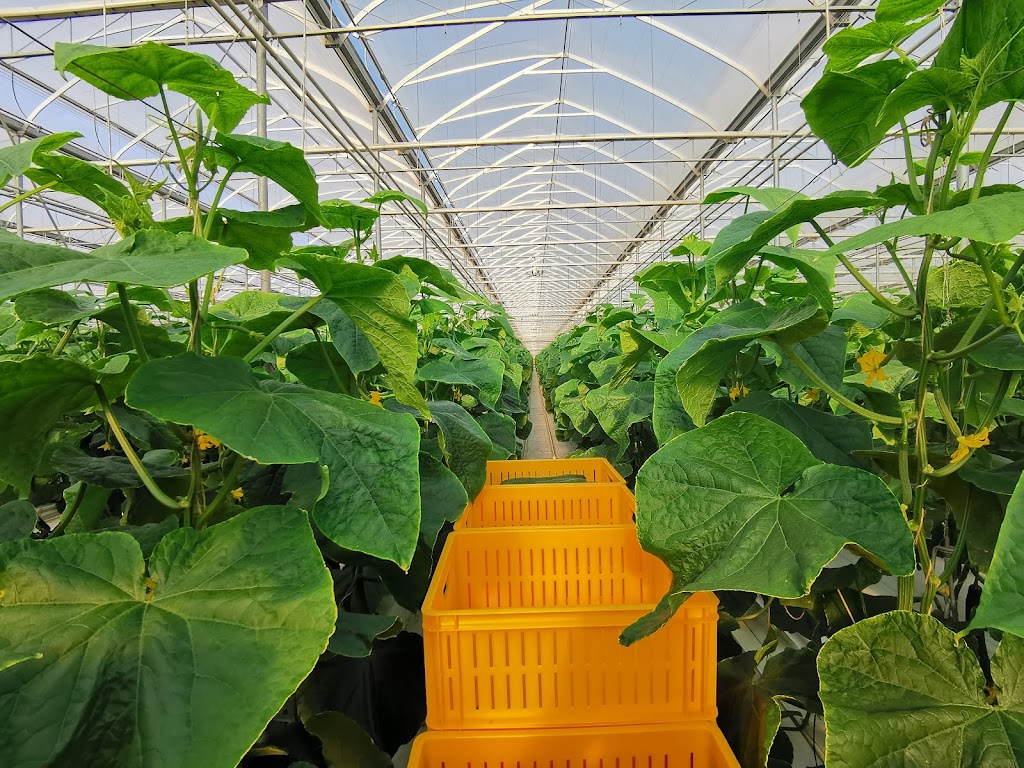 Beverly Greenhouses Ltd | 1247 Concession 4 W, Waterdown, ON L8B 1K2, Canada | Phone: (905) 628-2503