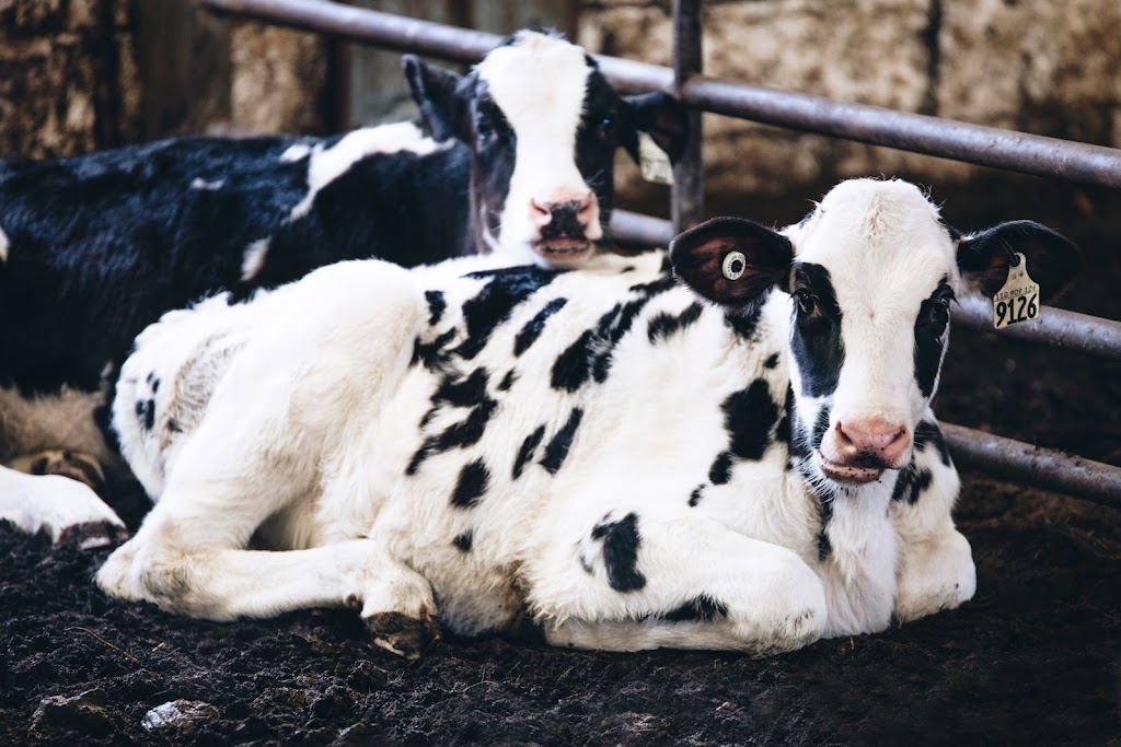 Ferme A B & G Blackburn Inc (La) | 4353 Rang Saint-Benoit, Jonquière, QC G7X 7V5, Canada | Phone: (418) 547-5055