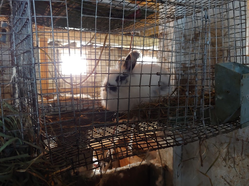 La ferme le moment présent | 155 Chem. Thomas N, Notre-Dame-de-la-Salette, QC J0X 2L0, Canada | Phone: (819) 766-2022