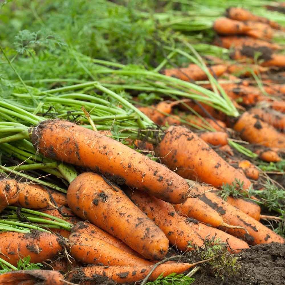 Carrots by Cam | 260006, Township Rd 224, AB T0M 0J0, Canada | Phone: (403) 934-5400