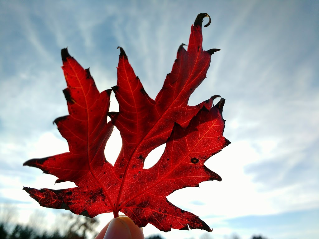 Dow Wetlands Nature Reserve | 715 Lasalle Line, Corunna, ON N0N 1G0, Canada